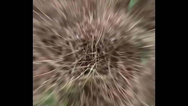 MALTII EVANS BAILANDO COMO HAWAINA SEXY